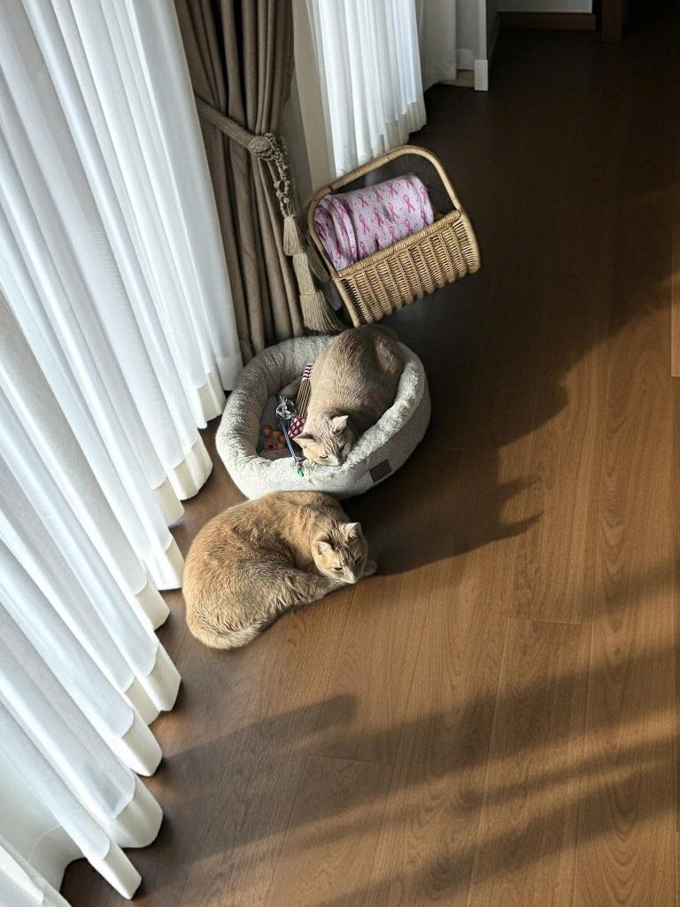 Simba / Buggs, a Adoptable mixed breed in New Manchester, WV image 2/6