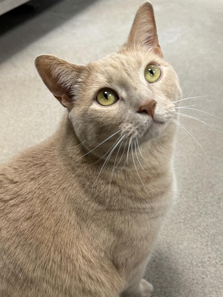 Simba / Buggs, a Adoptable mixed breed in New Manchester, WV image 3/6