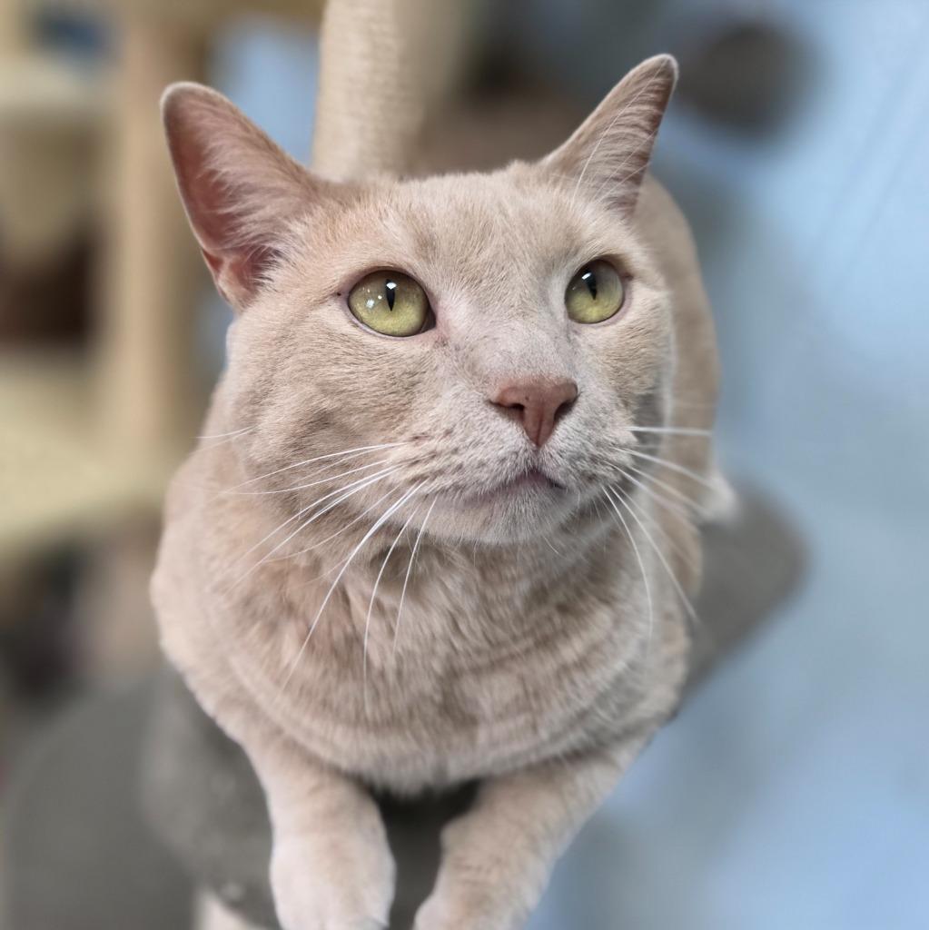 Simba / Buggs, a Adoptable mixed breed in New Manchester, WV image 4/6