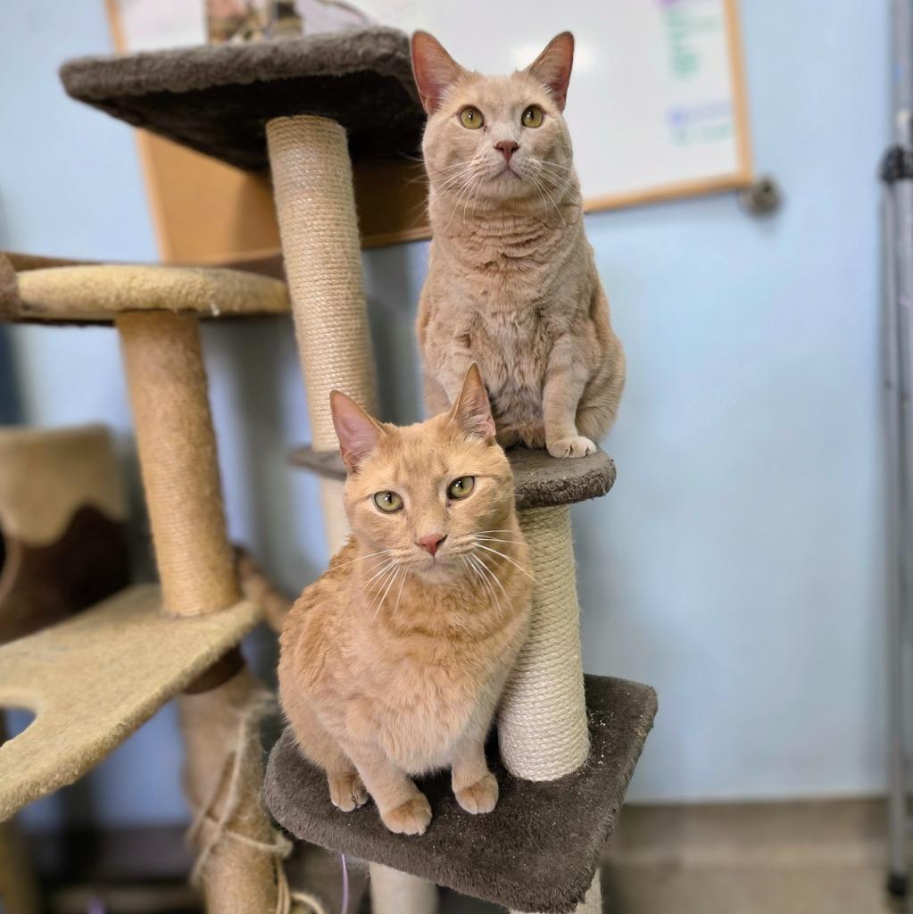 Simba / Buggs, a Adoptable mixed breed in New Manchester, WV image 5/6