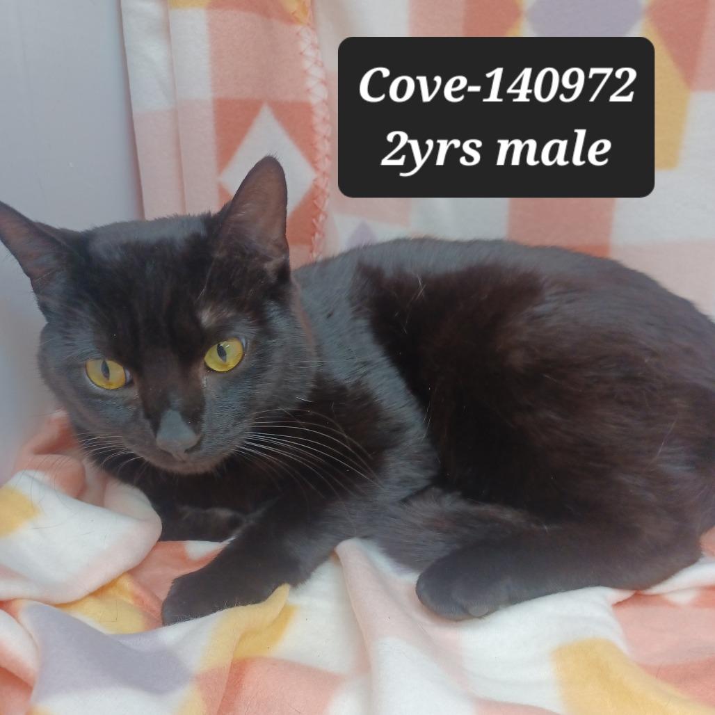 Enlarge Cove, a Adoptable Domestic Short Hair in New Tazewell, TN image 1/1