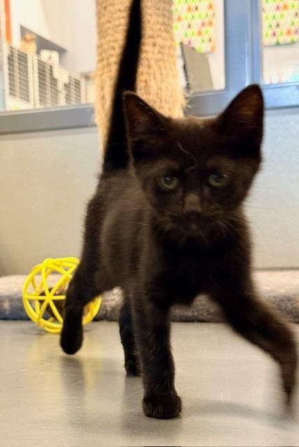 Elvira, adopted, Kitten Female Domestic Short Hair.