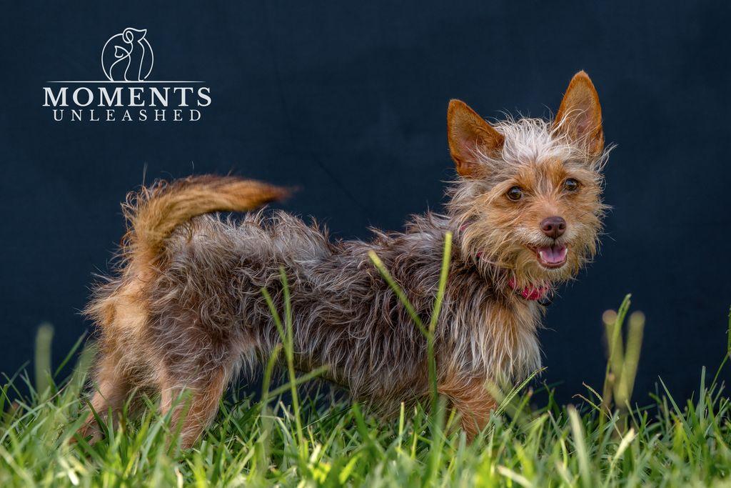 Coco, an adopted mixed breed in Myakka City, FL image 3/4
