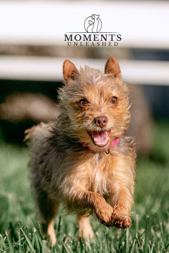 Coco, an adopted mixed breed in Myakka City, FL image 4/4