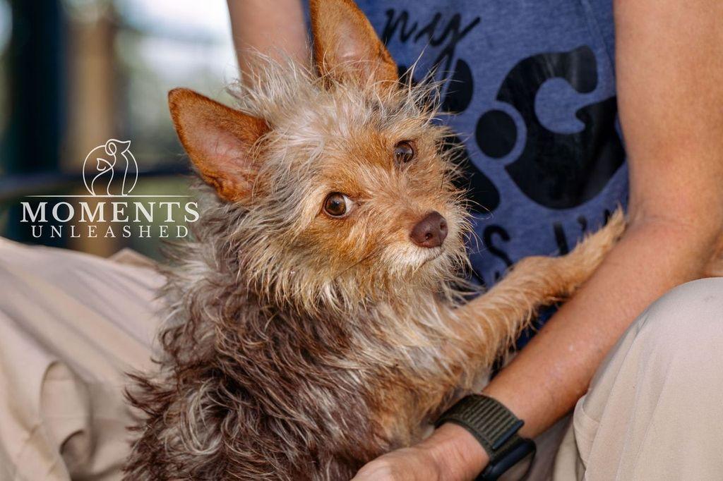 Coco, an adopted mixed breed in Myakka City, FL image 2/4