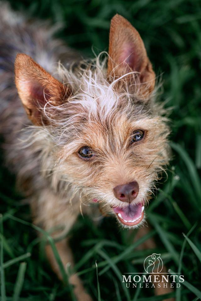 Coco, adopted, Young Female Yorkshire Terrier.