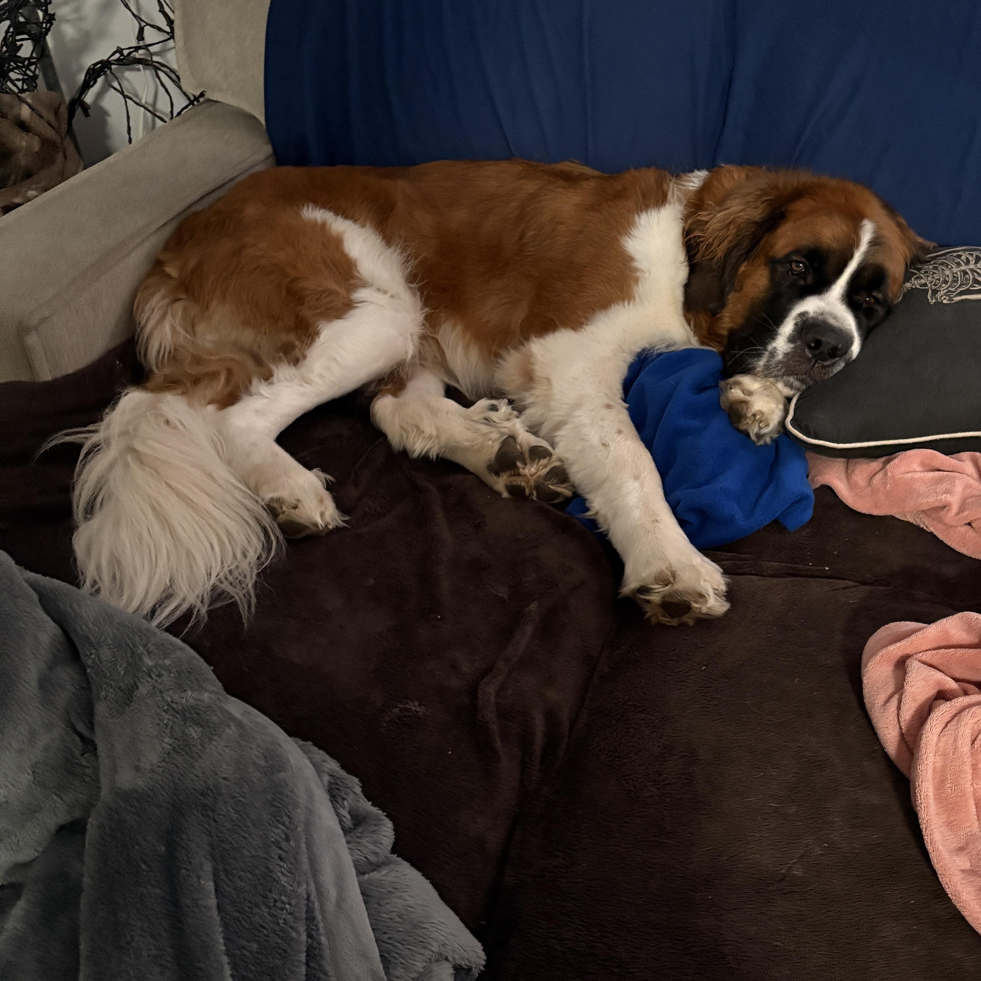 Enlarge Benny, a ADOPTABLE Saint Bernard in Silver Spring, MD image 4/6