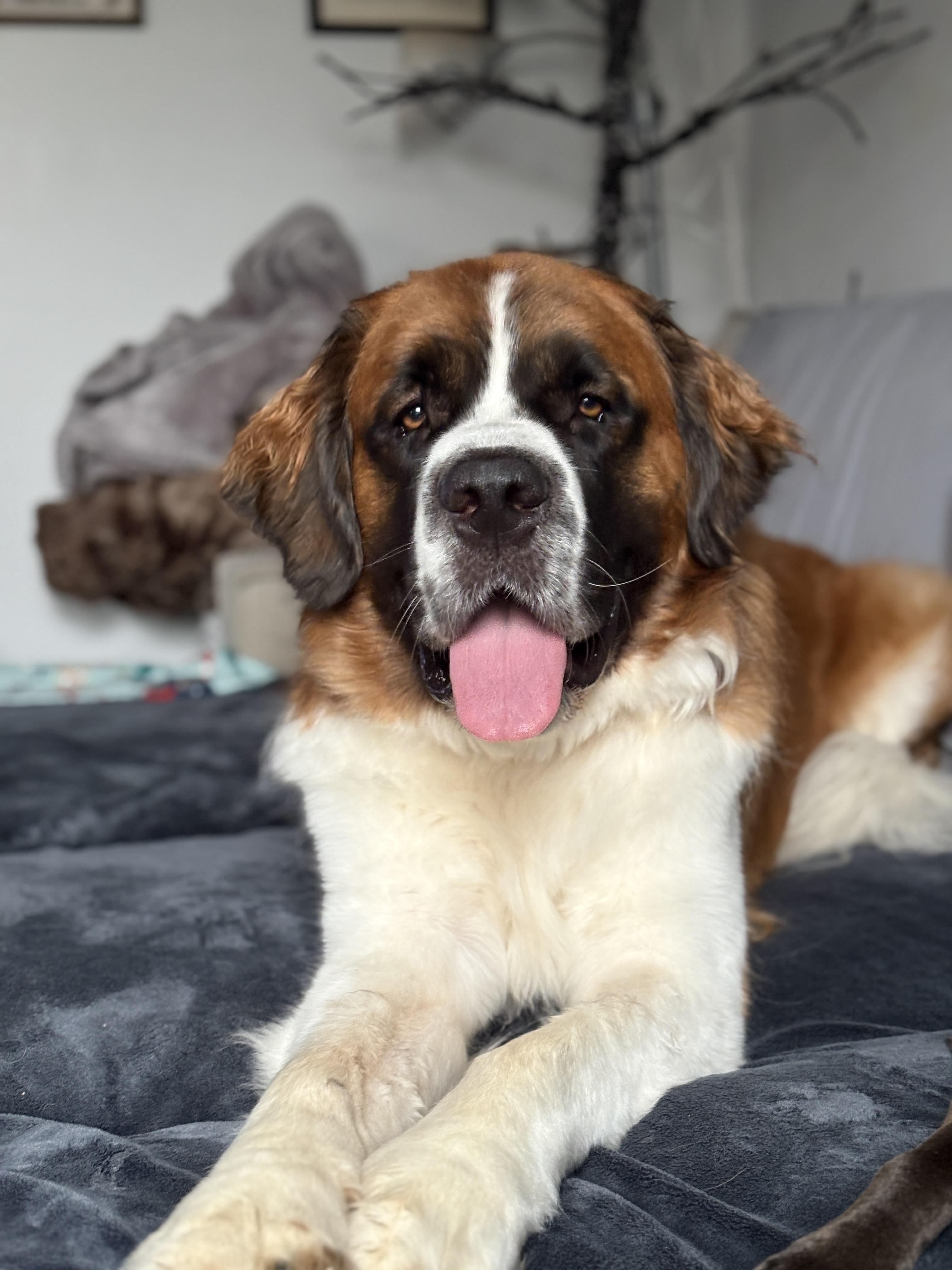 Benny, ADOPTABLE, Adult Male Saint Bernard.