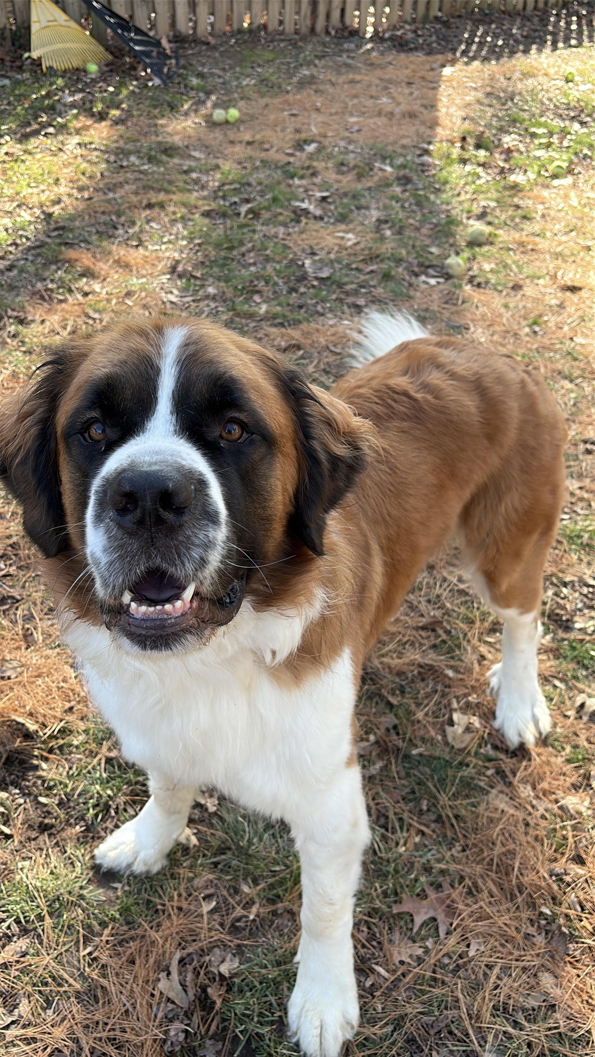 Enlarge Benny, a ADOPTABLE Saint Bernard in Silver Spring, MD image 2/6