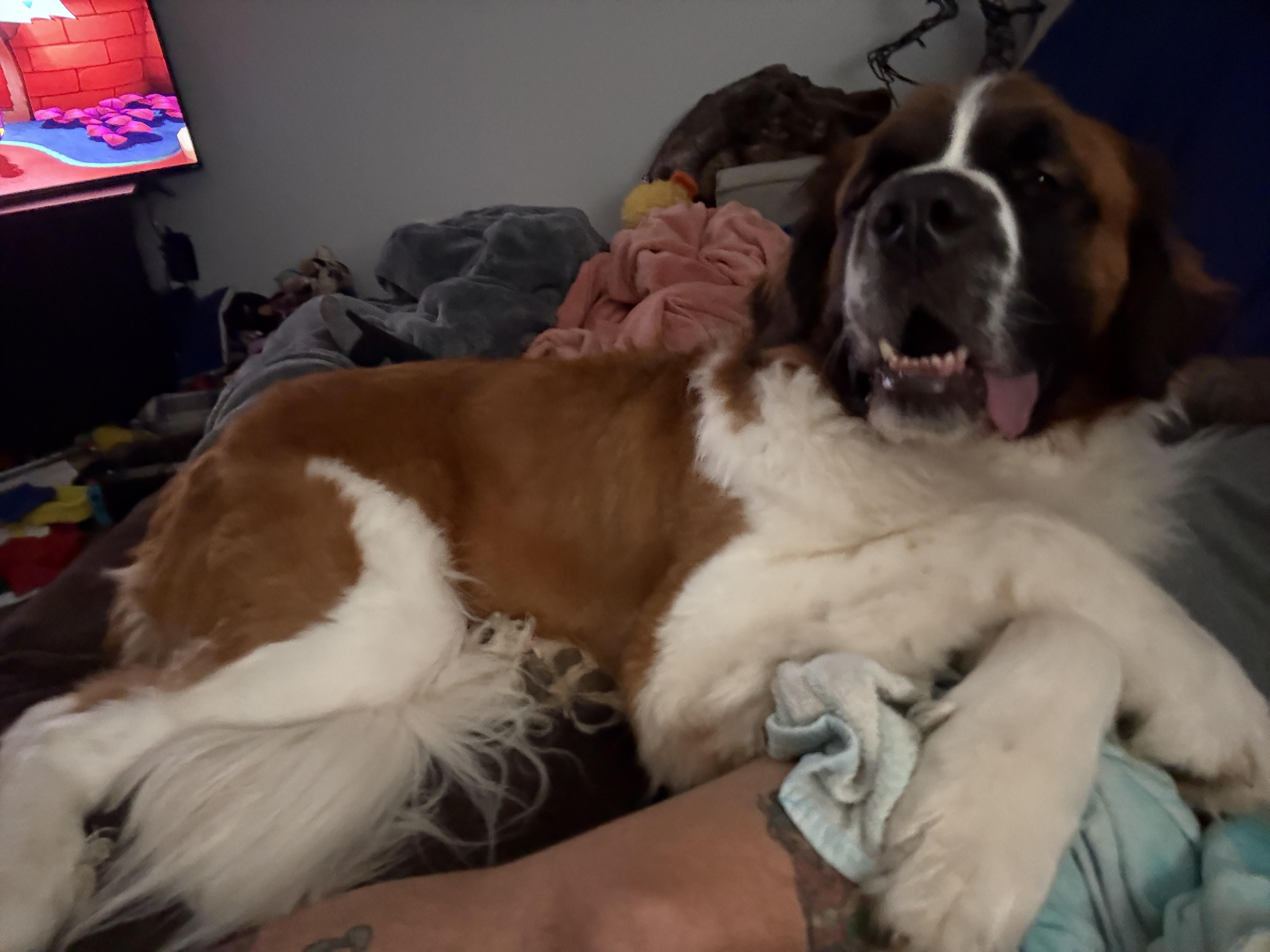 Enlarge Benny, a ADOPTABLE Saint Bernard in Silver Spring, MD image 3/6