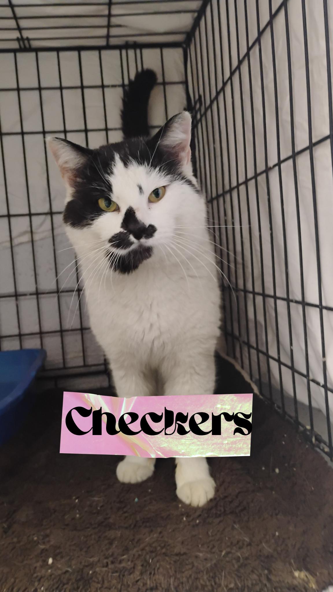 Checkers, Adoptable, Adult Male Domestic Short Hair.