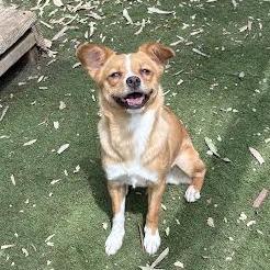 Rebecca, a Adoptable Chihuahua in Sonoma, CA image 3/6