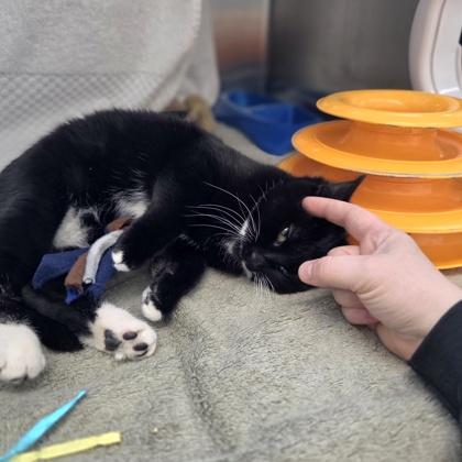 Enlarge Janet, a Adoptable mixed breed in Beverly Hills, MI image 1/3