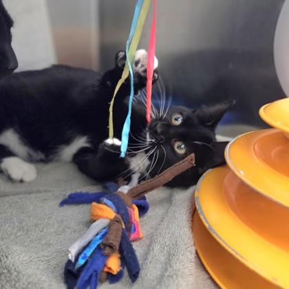 Enlarge Janet, a Adoptable mixed breed in Beverly Hills, MI image 2/3