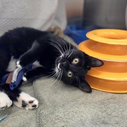 Enlarge Janet, a Adoptable mixed breed in Beverly Hills, MI image 3/3