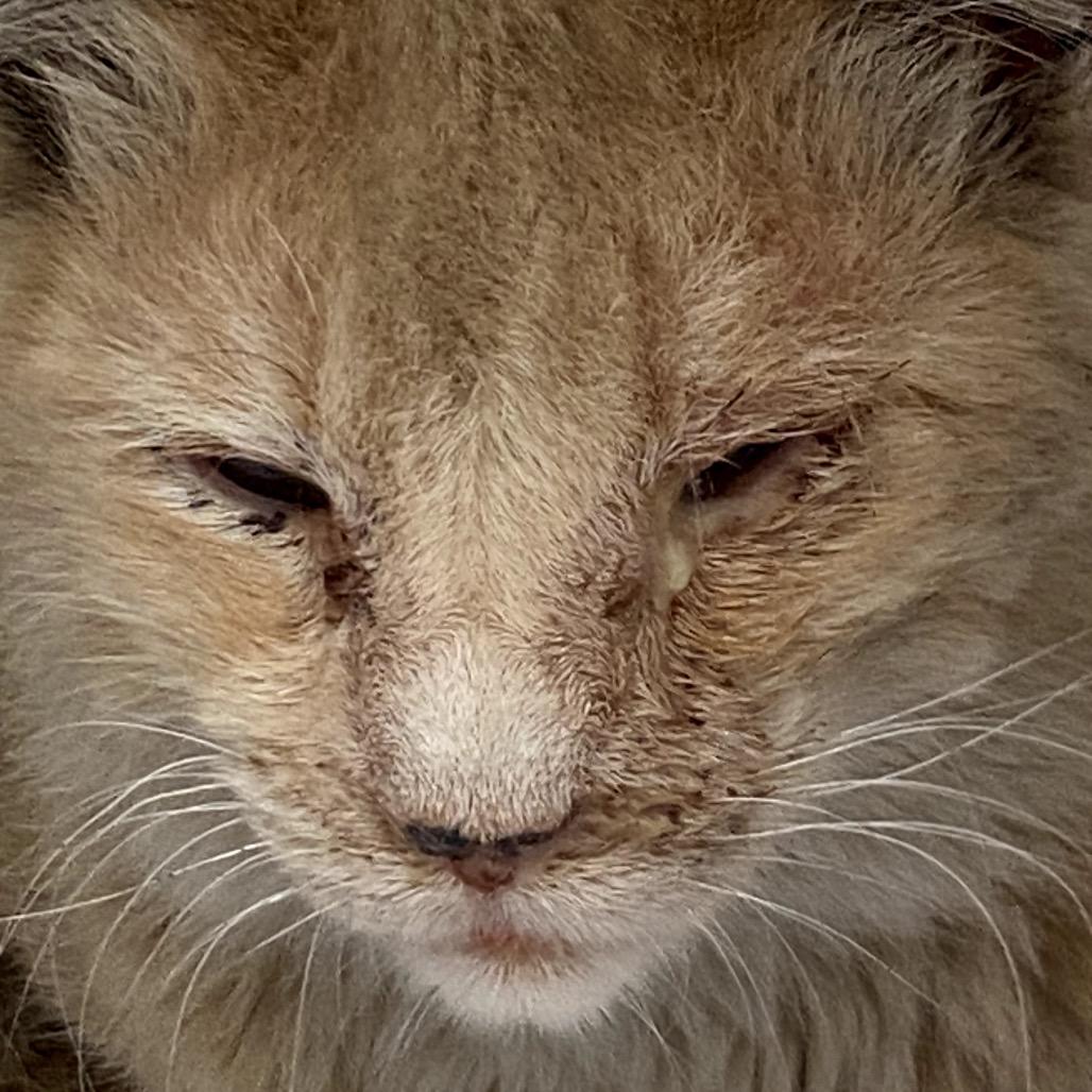 Dennis — thumbnail 2