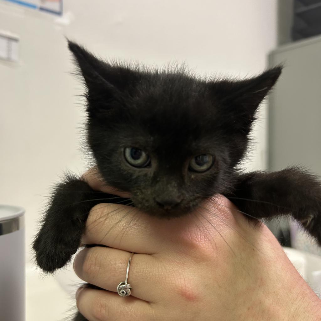 Enlarge Professor Utonium, a Adoptable Domestic Short Hair in Charleston, WV image 1/3