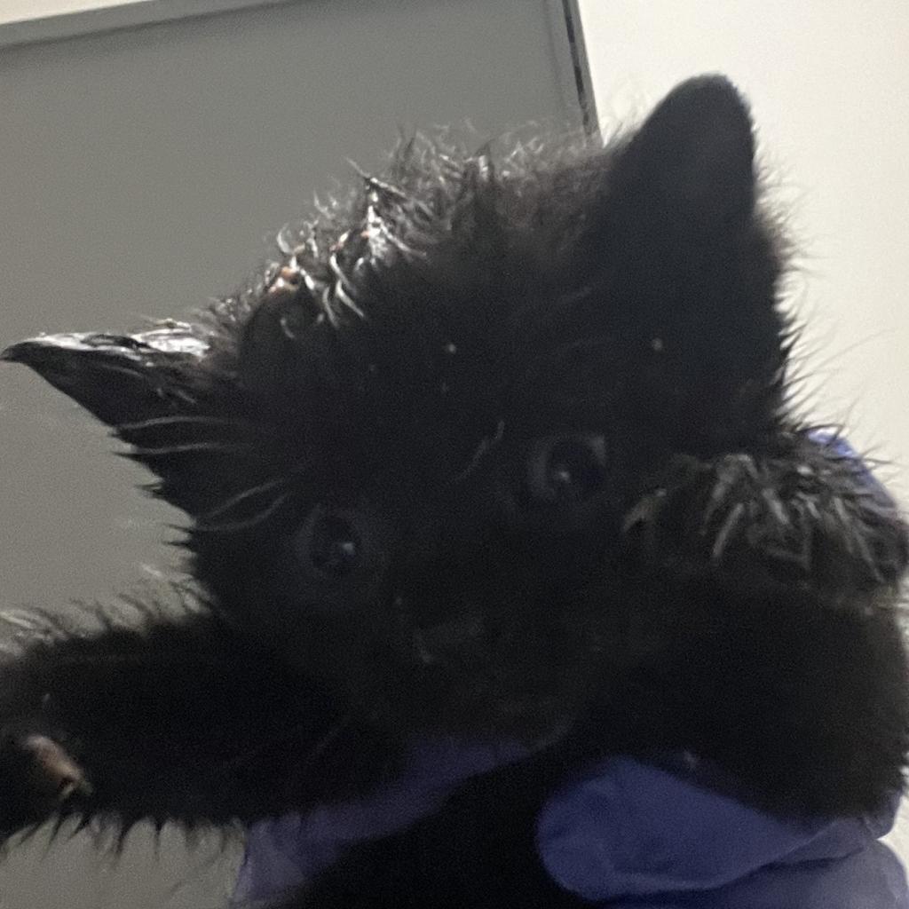 Enlarge Professor Utonium, a Adoptable Domestic Short Hair in Charleston, WV image 2/3