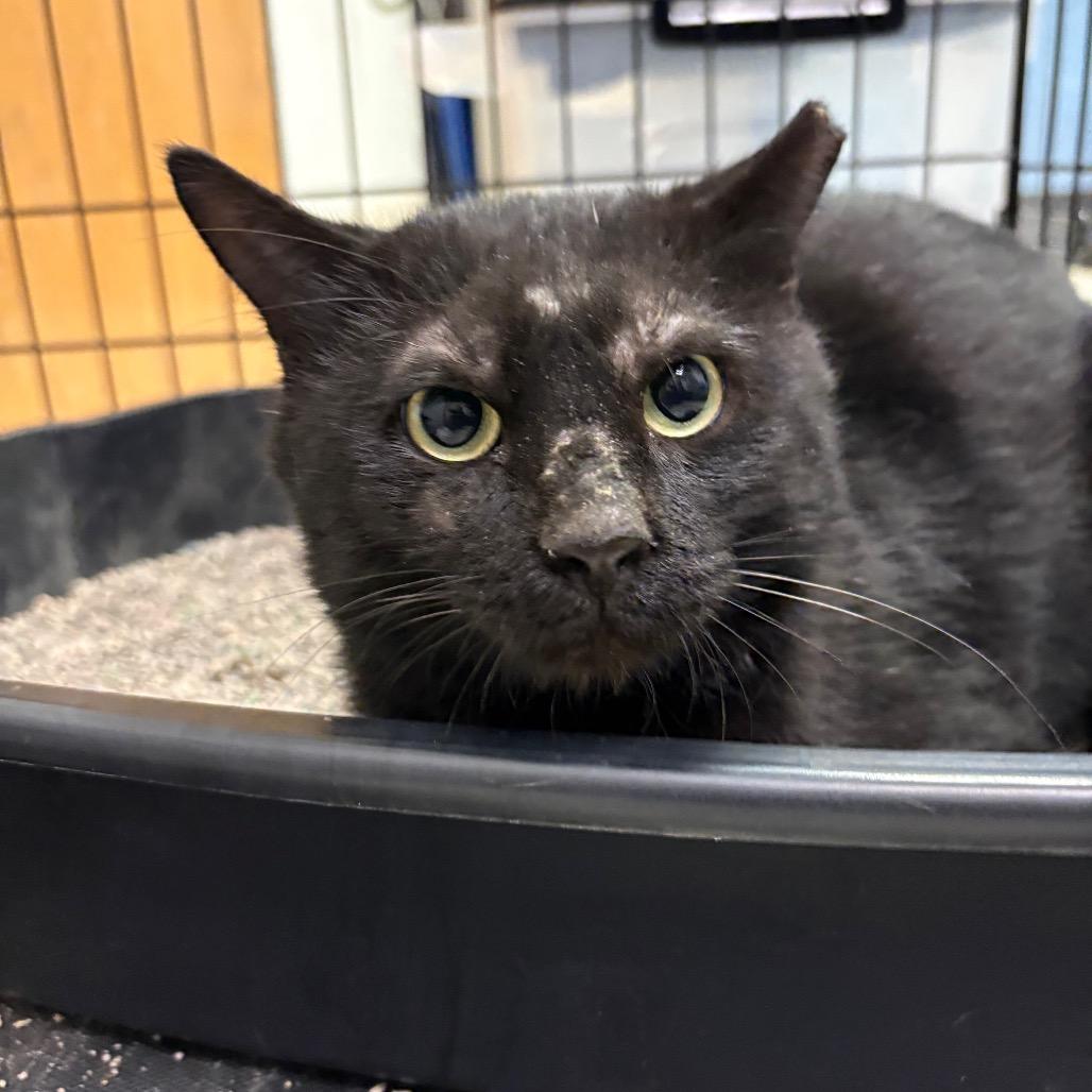 Enlarge Professor Utonium, a Adoptable Domestic Short Hair in Charleston, WV image 3/3