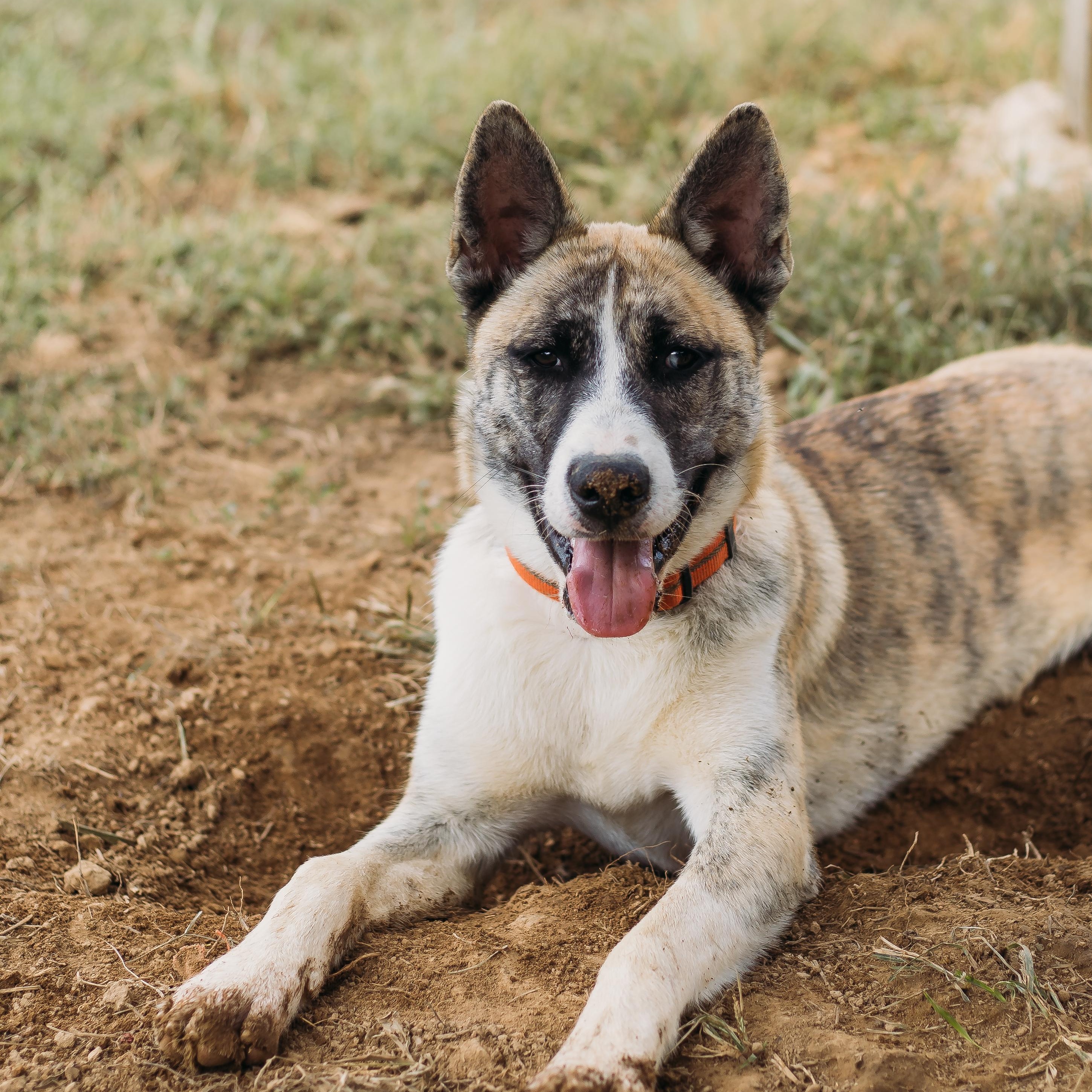 Enlarge Balto, a Adoptable Mixed Breed in Parrish, AL image 2/6