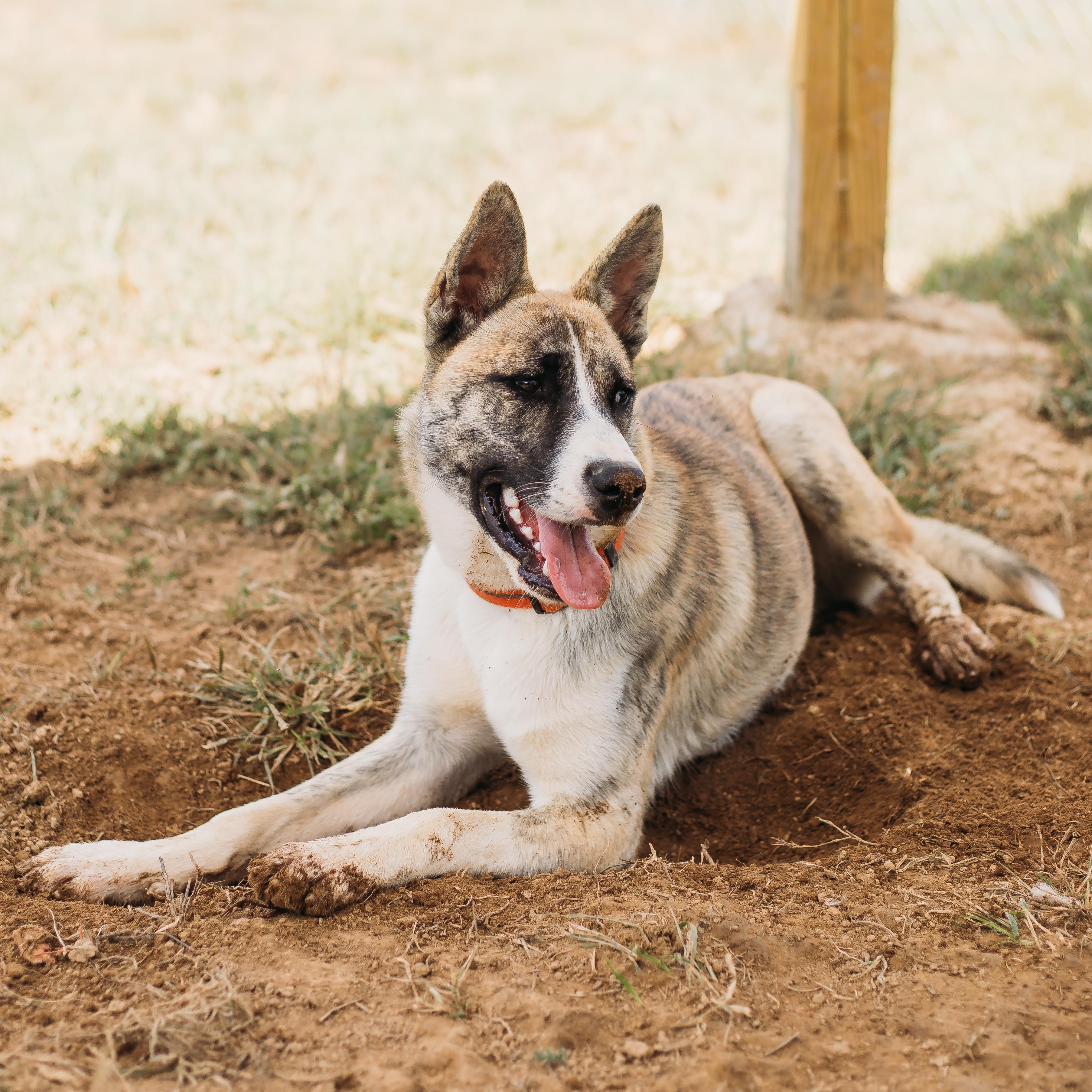 Balto, Adoptable, Puppy Male Mixed Breed.
