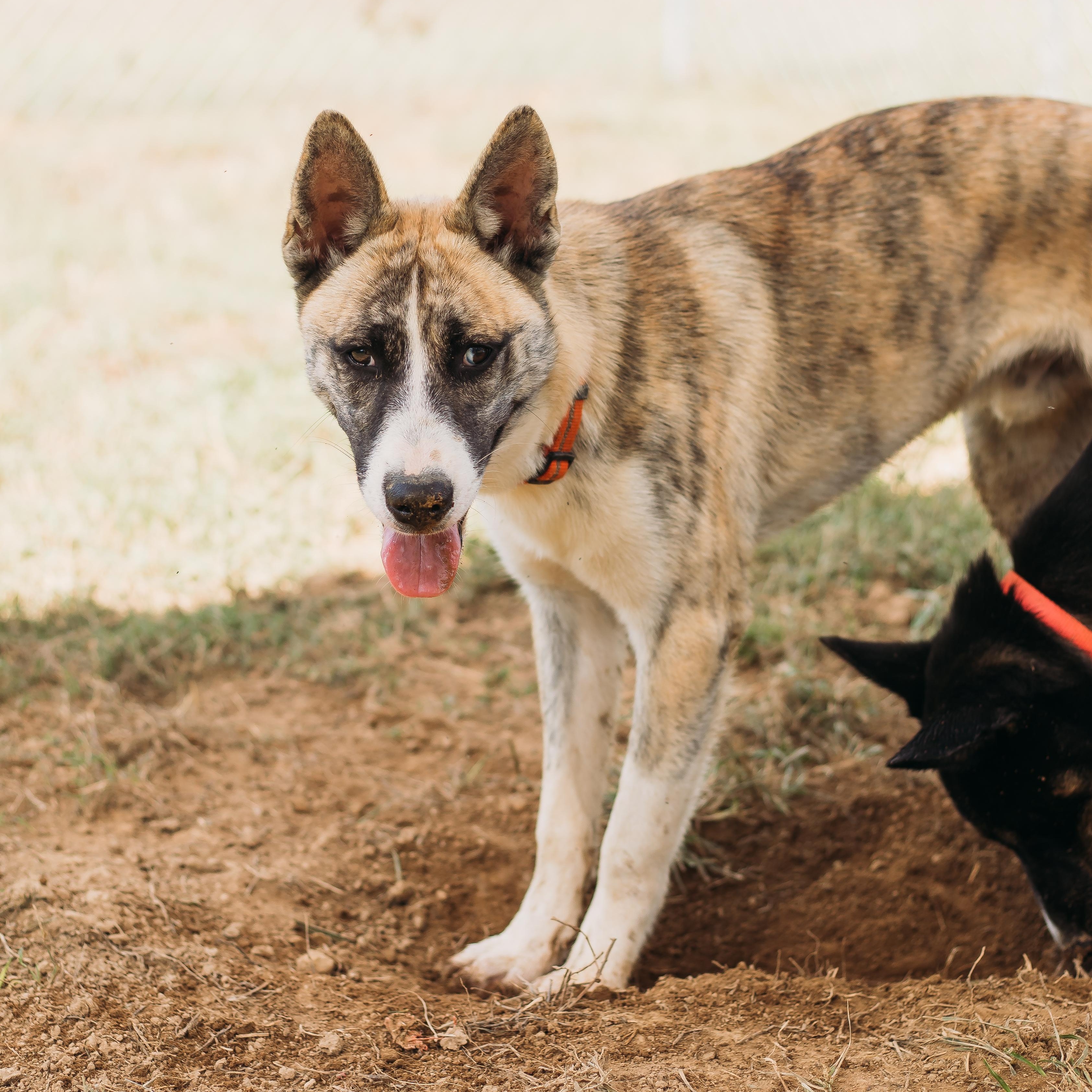 Enlarge Balto, a Adoptable Mixed Breed in Parrish, AL image 3/6