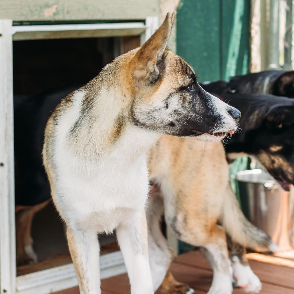 Enlarge Balto, a Adoptable Mixed Breed in Parrish, AL image 6/6