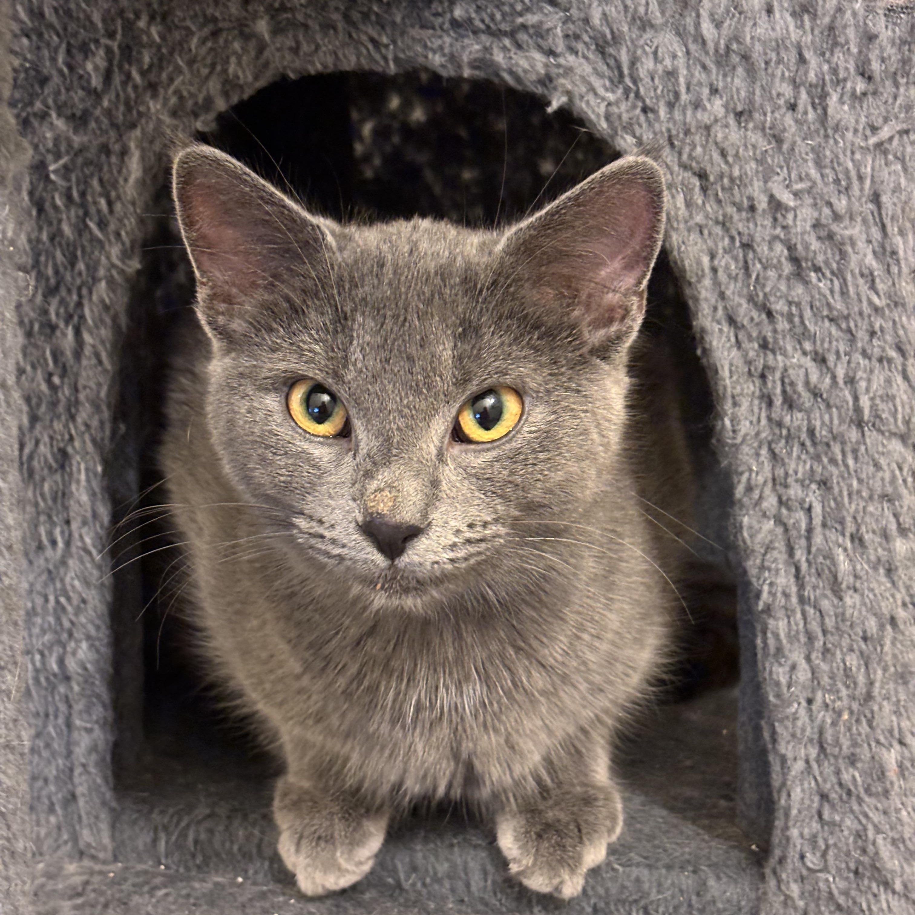 Enlarge Meredith Gray, an adopted Domestic Short Hair in Pittsburgh, PA image 4/5