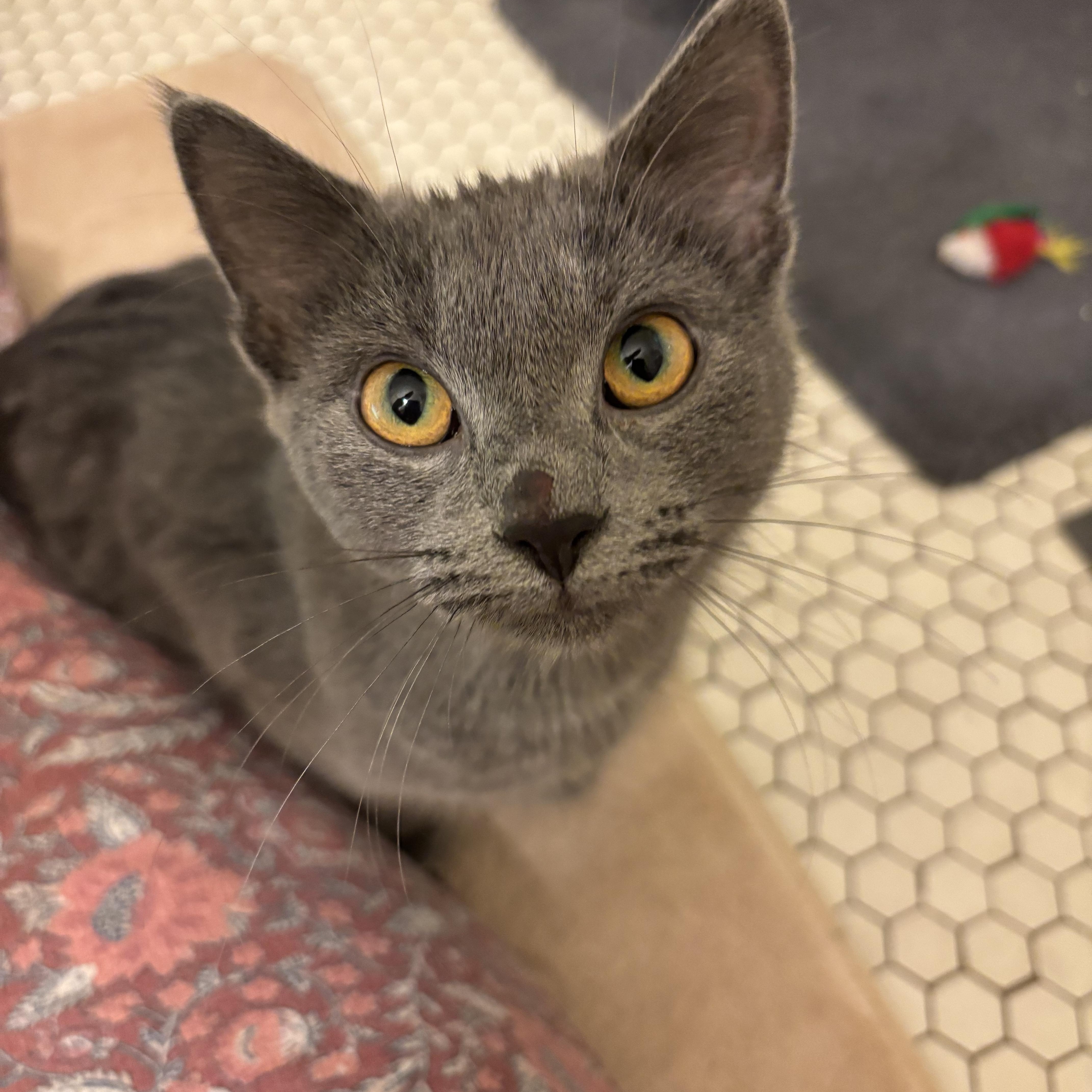 Enlarge Meredith Gray, an adopted Domestic Short Hair in Pittsburgh, PA image 3/5