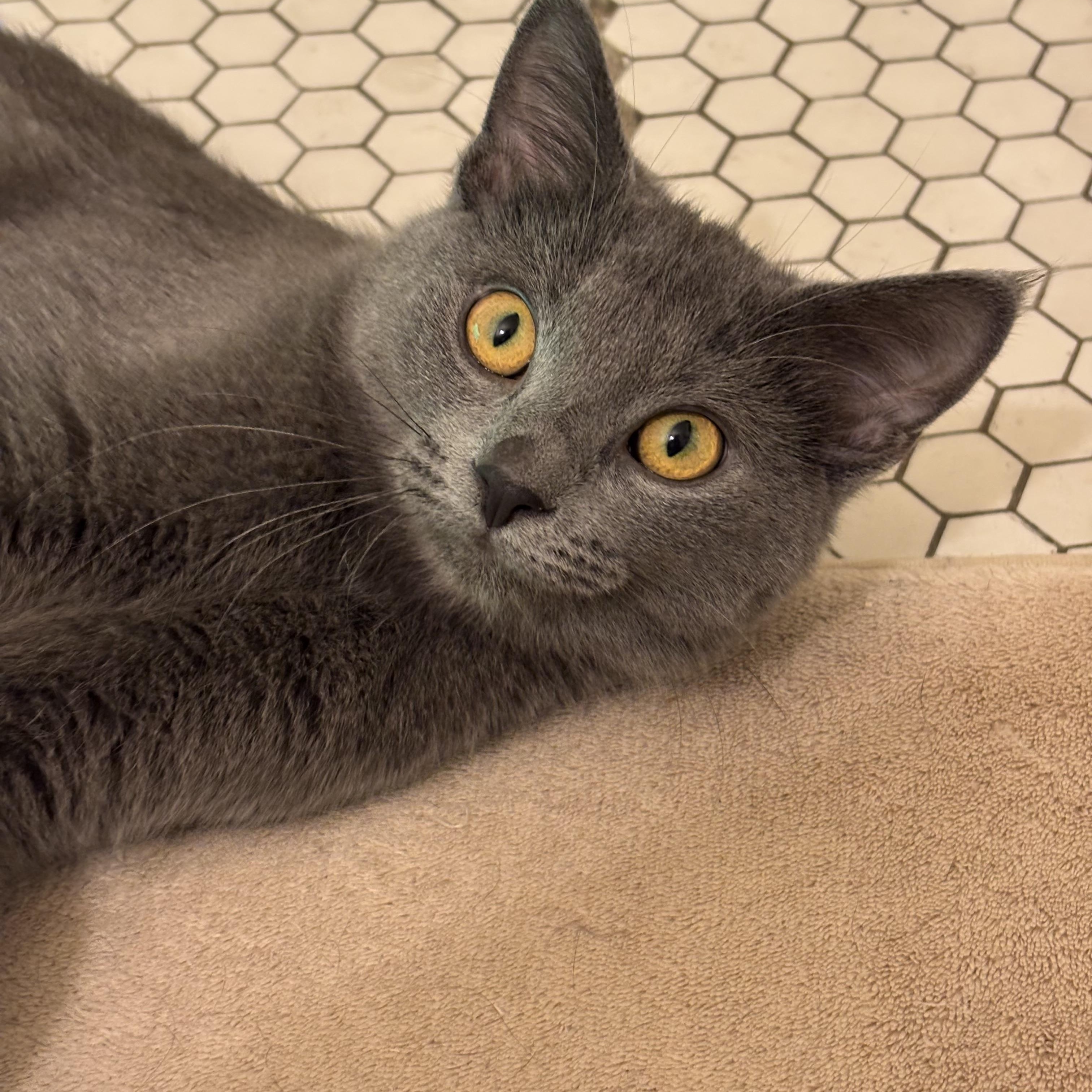 Meredith Gray, Adoptable, Young Female Domestic Short Hair.
