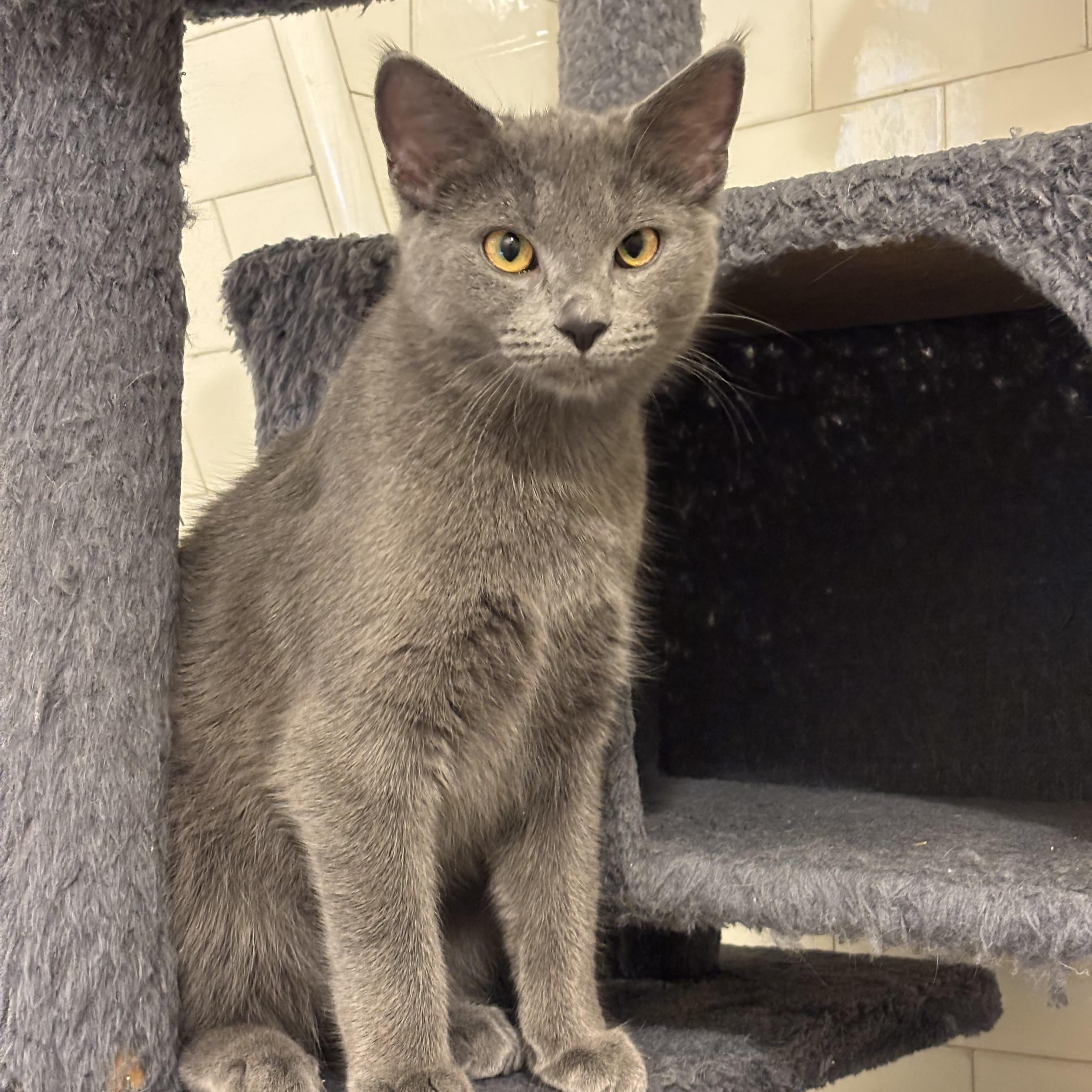 Enlarge Meredith Gray, an adopted Domestic Short Hair in Pittsburgh, PA image 5/5