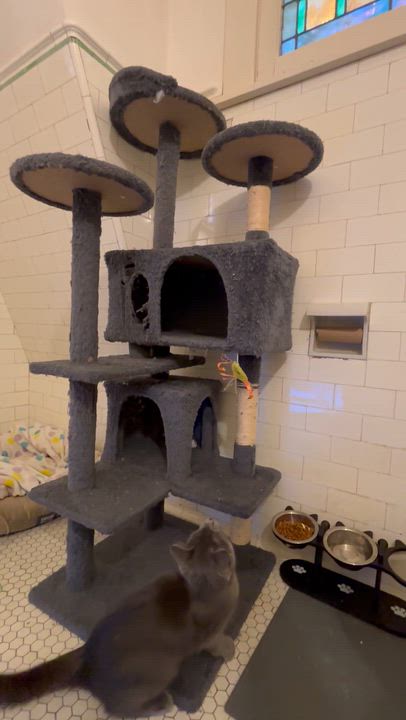 Enlarge Meredith Gray, an adopted Domestic Short Hair in Pittsburgh, PA video 2/5