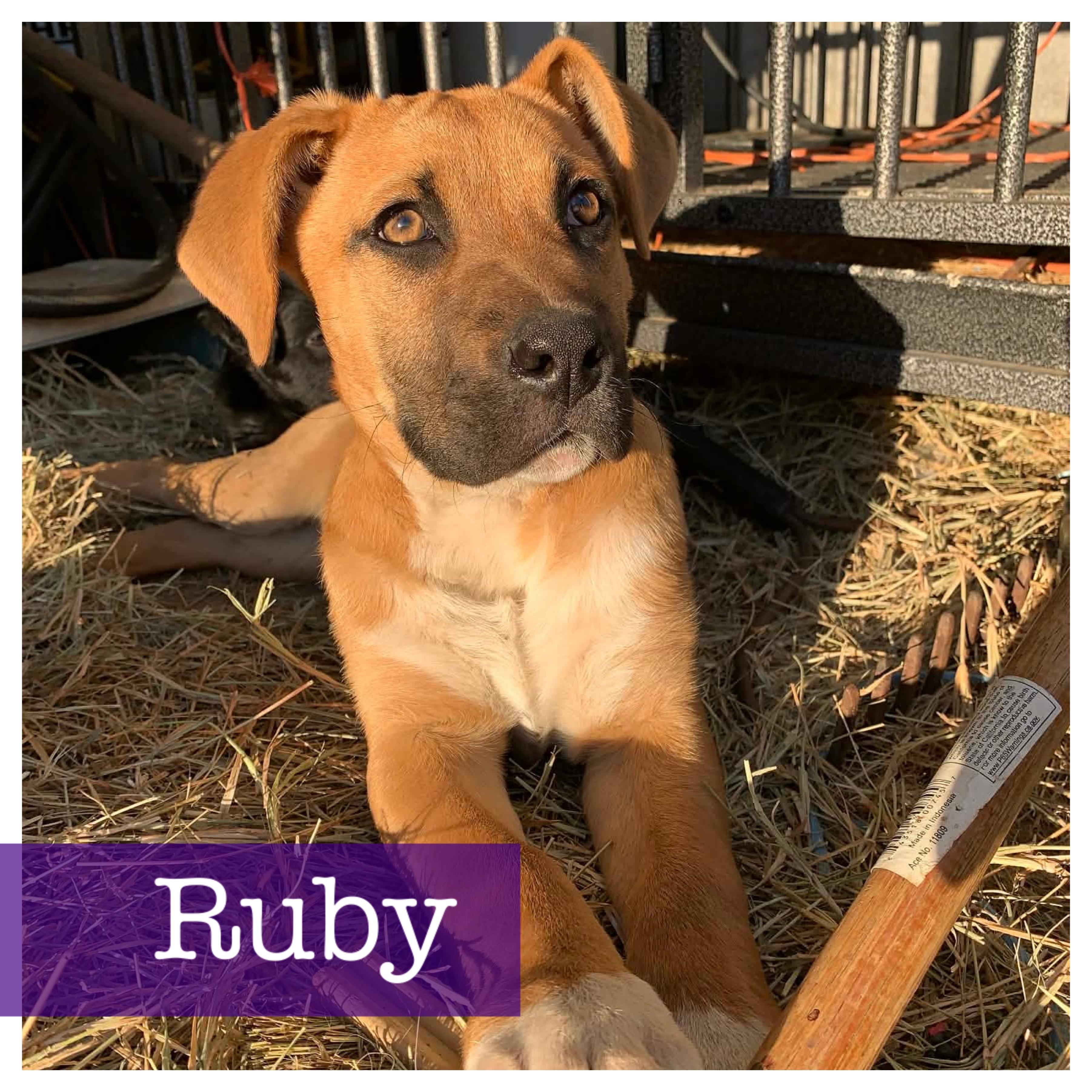 Enlarge Ruby, an adopted mixed breed in Cumming, GA image 1/2