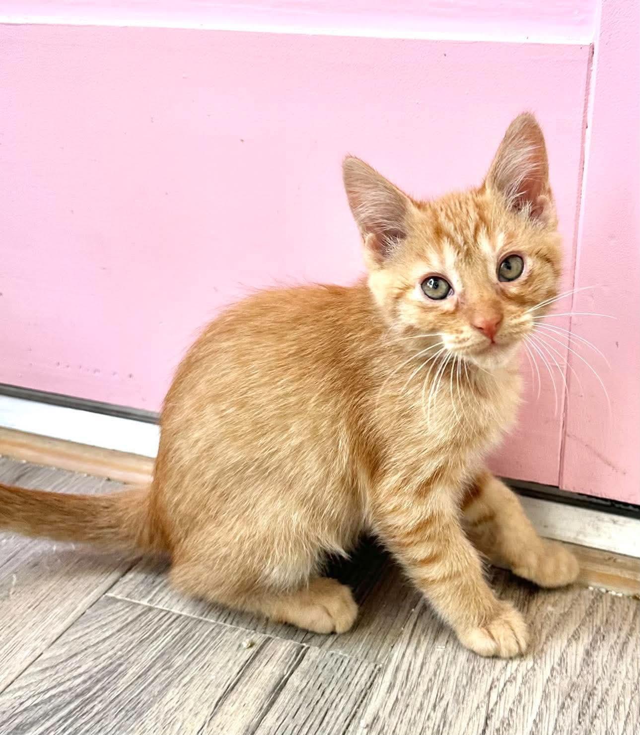 Truce, Adoptable, Young Male Tabby.