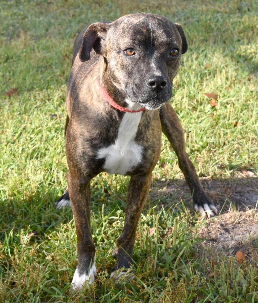 Enlarge Celena, a Adoptable mixed breed in Kingsland, GA image 1/4