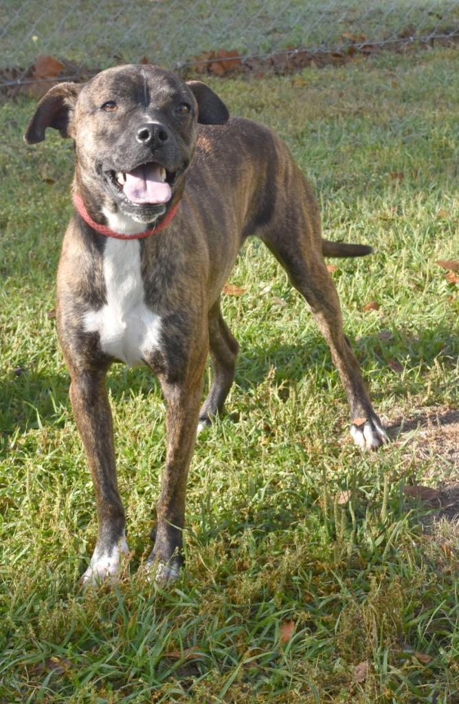 Enlarge Celena, a Adoptable mixed breed in Kingsland, GA image 2/4