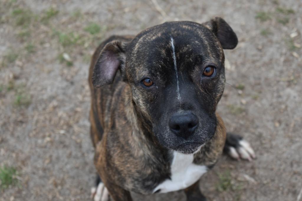 Enlarge Celena, a Adoptable mixed breed in Kingsland, GA image 3/4