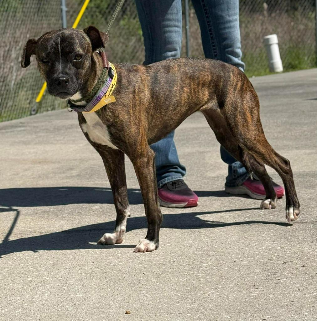 Enlarge Celena, a Adoptable mixed breed in Kingsland, GA image 4/4