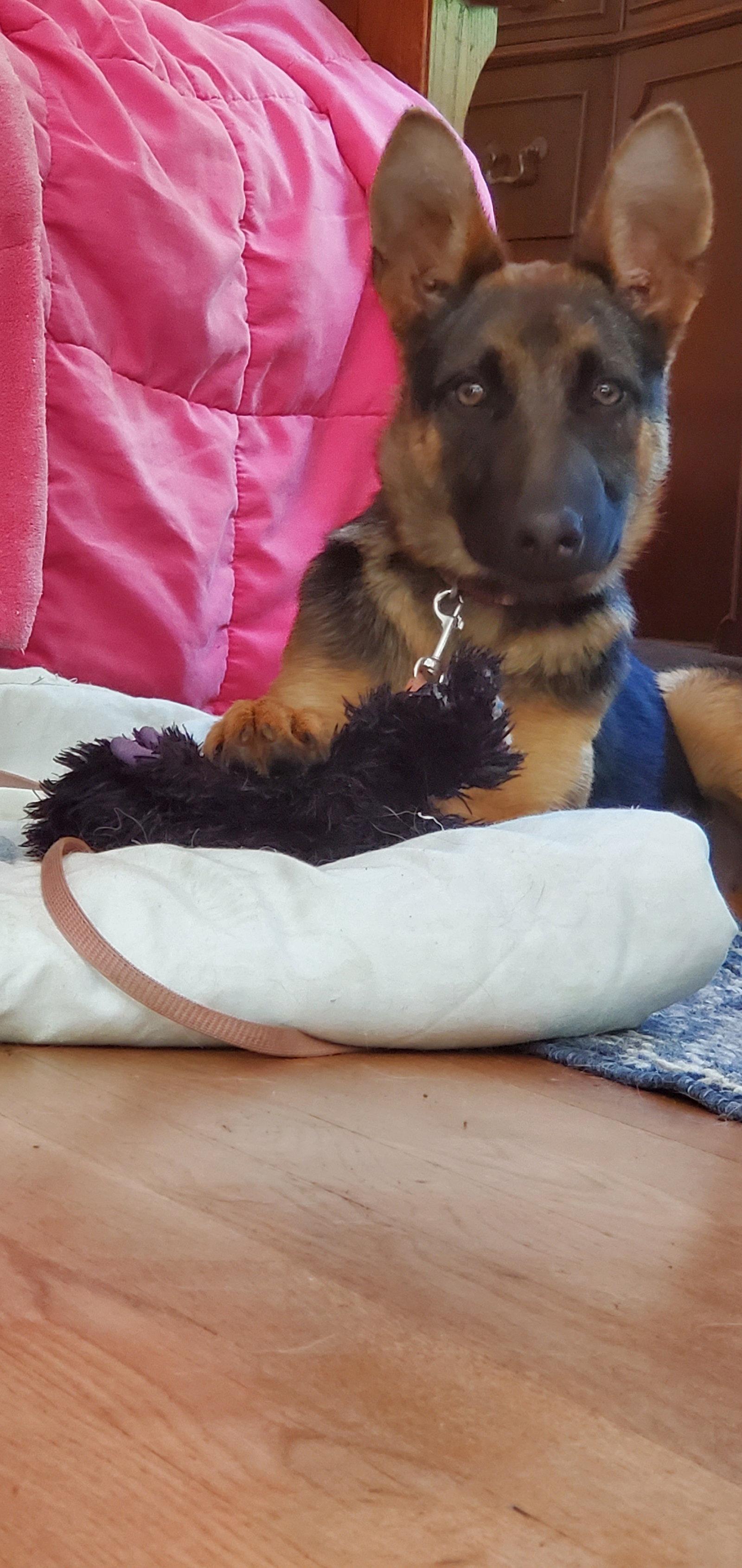 Enlarge Saga 7312, a Adoptable German Shepherd Dog in Centreville, VA image 1/1