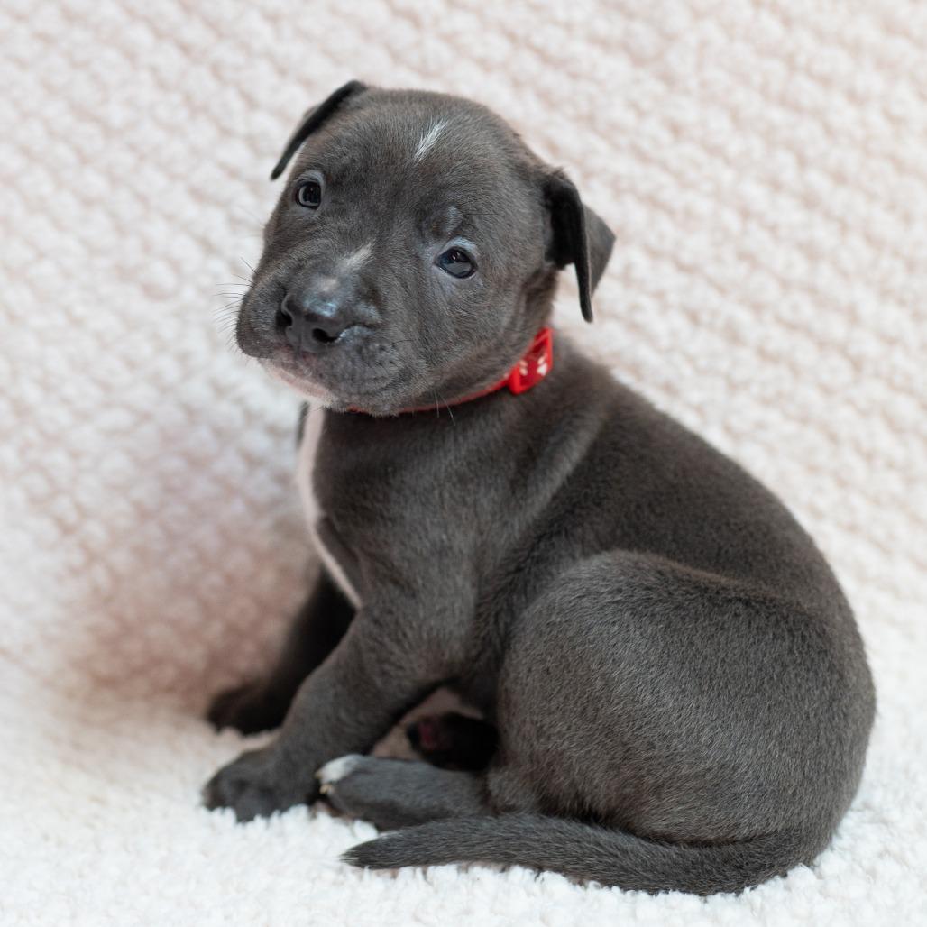 Mulligan, Adoptable, Puppy Male Black Labrador Retriever & Rottweiler.