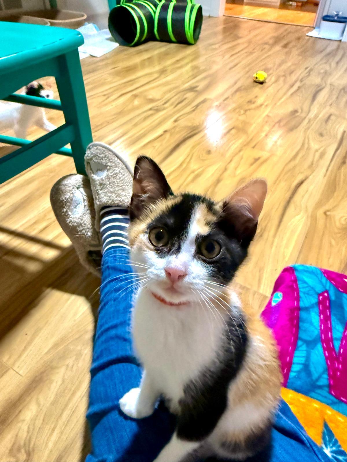 Enlarge Gizmo (bonded with Gadget), an adopted Calico in Sandy Springs, GA image 2/6