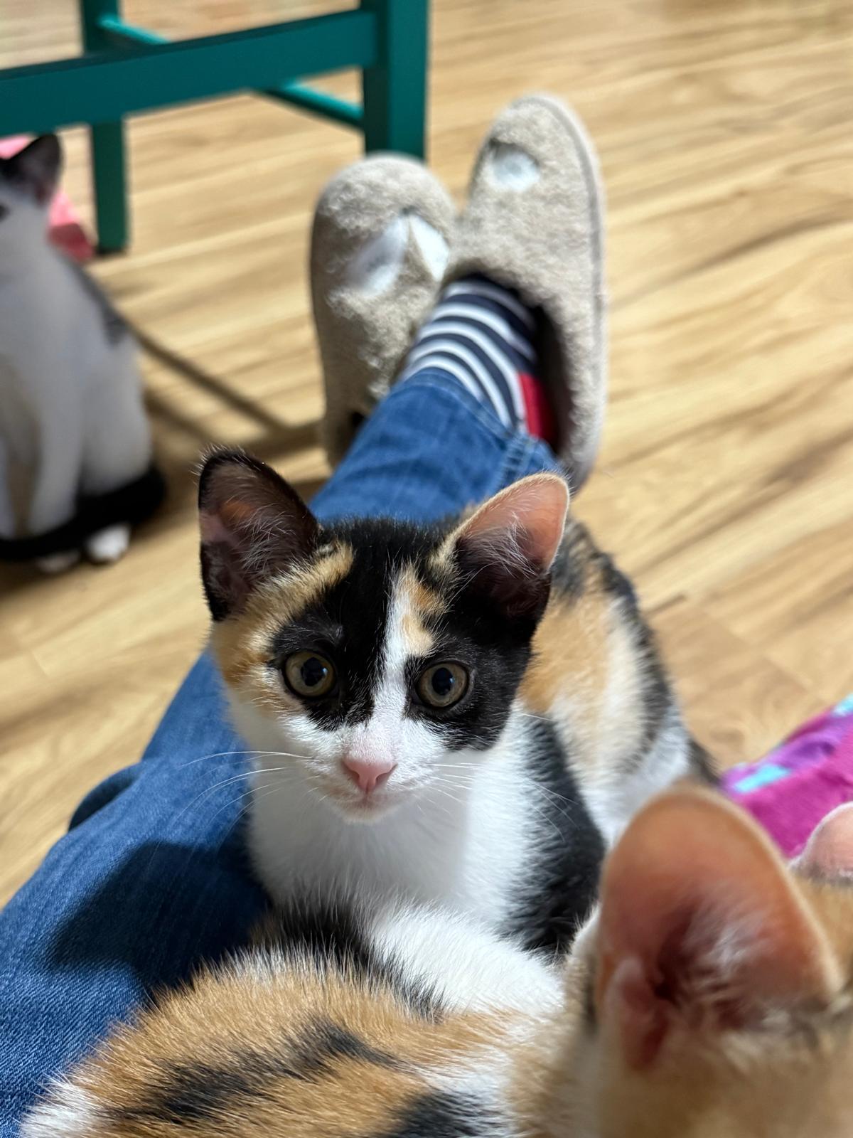 Enlarge Gizmo (bonded with Gadget), an adopted Calico in Sandy Springs, GA image 3/6