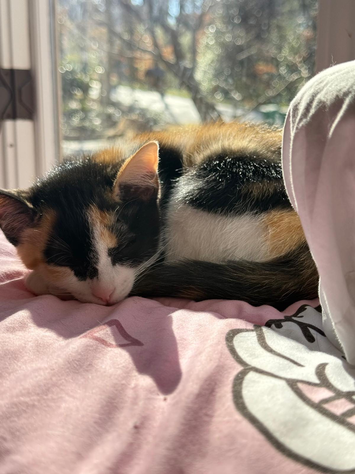 Enlarge Gizmo (bonded with Gadget), an adopted Calico in Sandy Springs, GA image 6/6