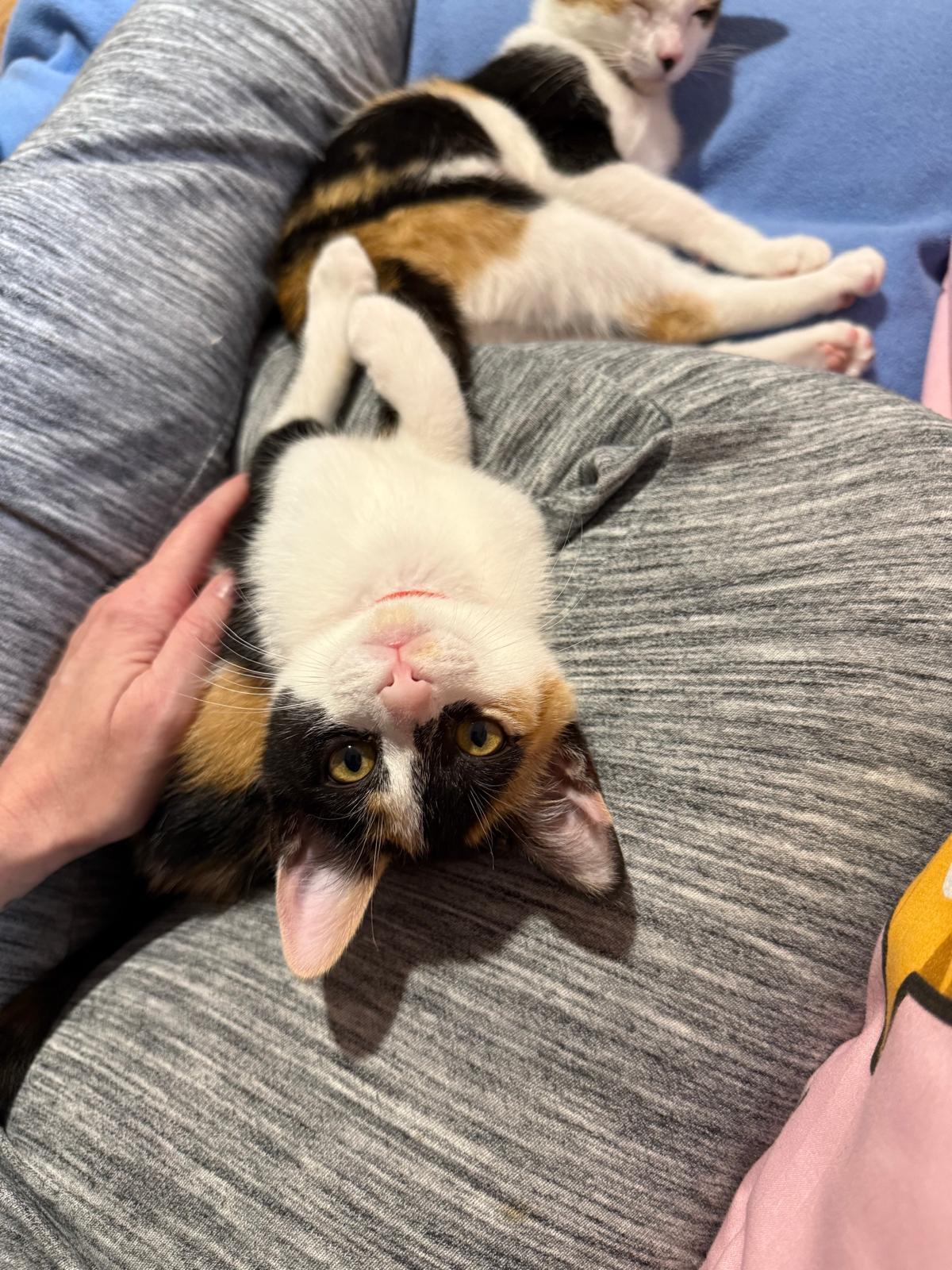 Gizmo (bonded with Gadget), adopted, Kitten Female Calico.