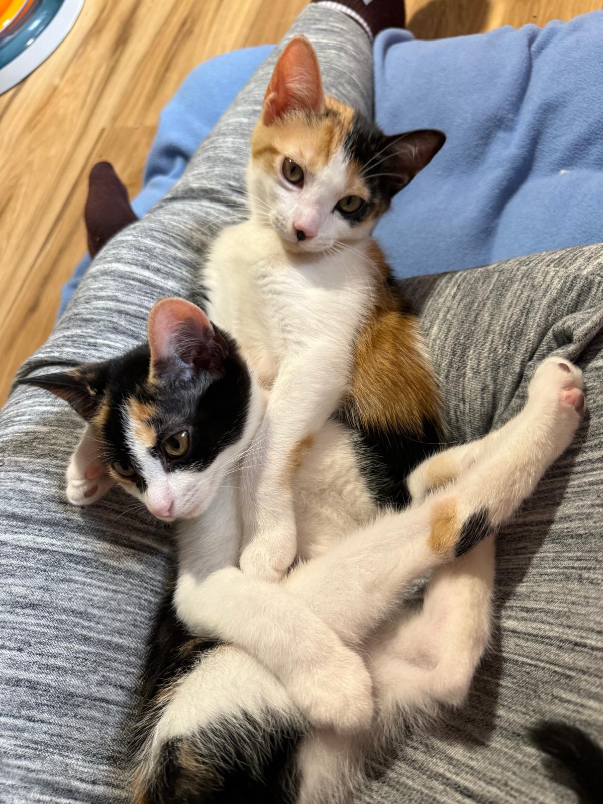 Enlarge Gizmo (bonded with Gadget), an adopted Calico in Sandy Springs, GA image 5/6