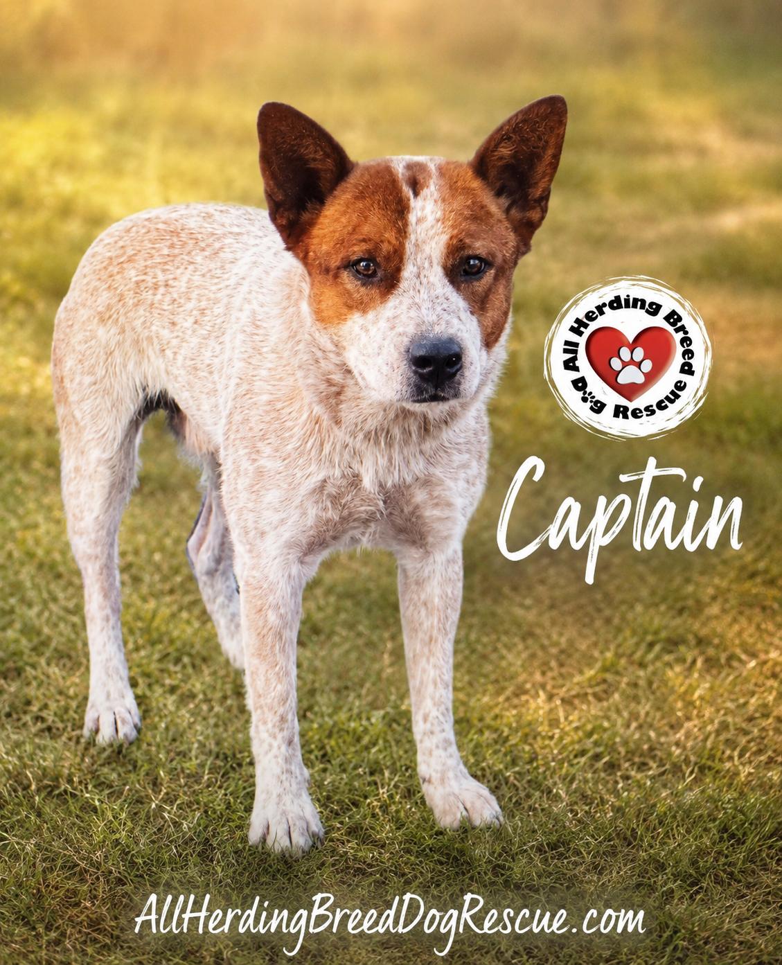 Enlarge Captain, an adopted Cattle Dog in Joliet, IL image 1/1