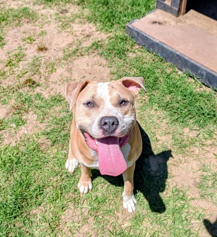 Enlarge Tillie, a Adoptable Pit Bull Terrier in Colonial Heights, VA image 1/1