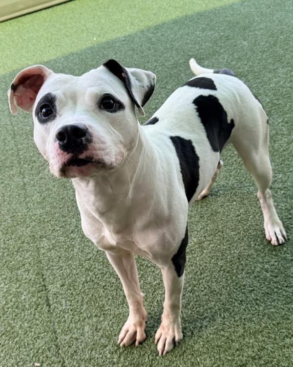 Waffle, Adoptable, Adult Male Pit Bull Terrier.