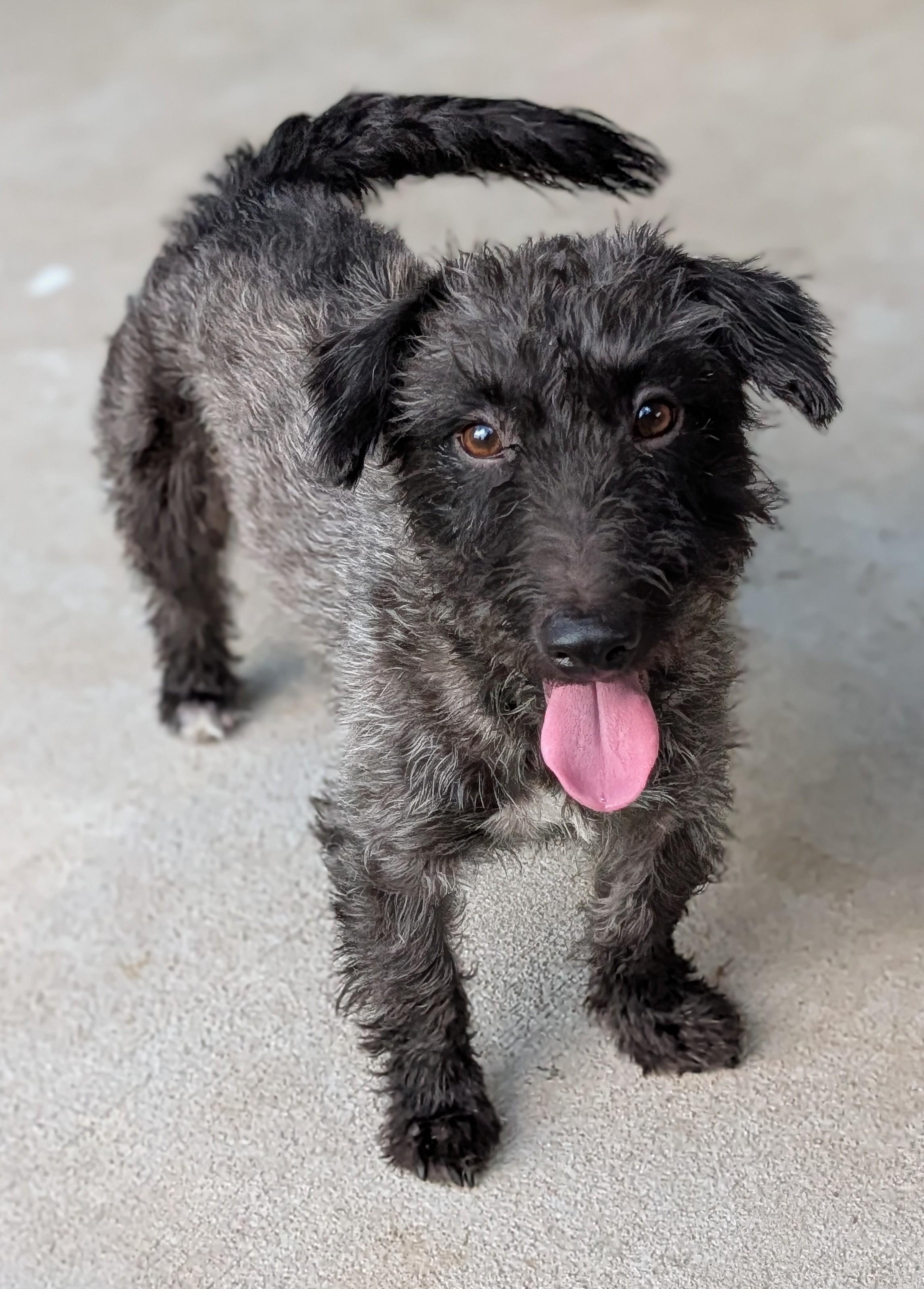 Enlarge Lucas, a Adoptable mixed breed in Baton Rouge, LA image 1/3