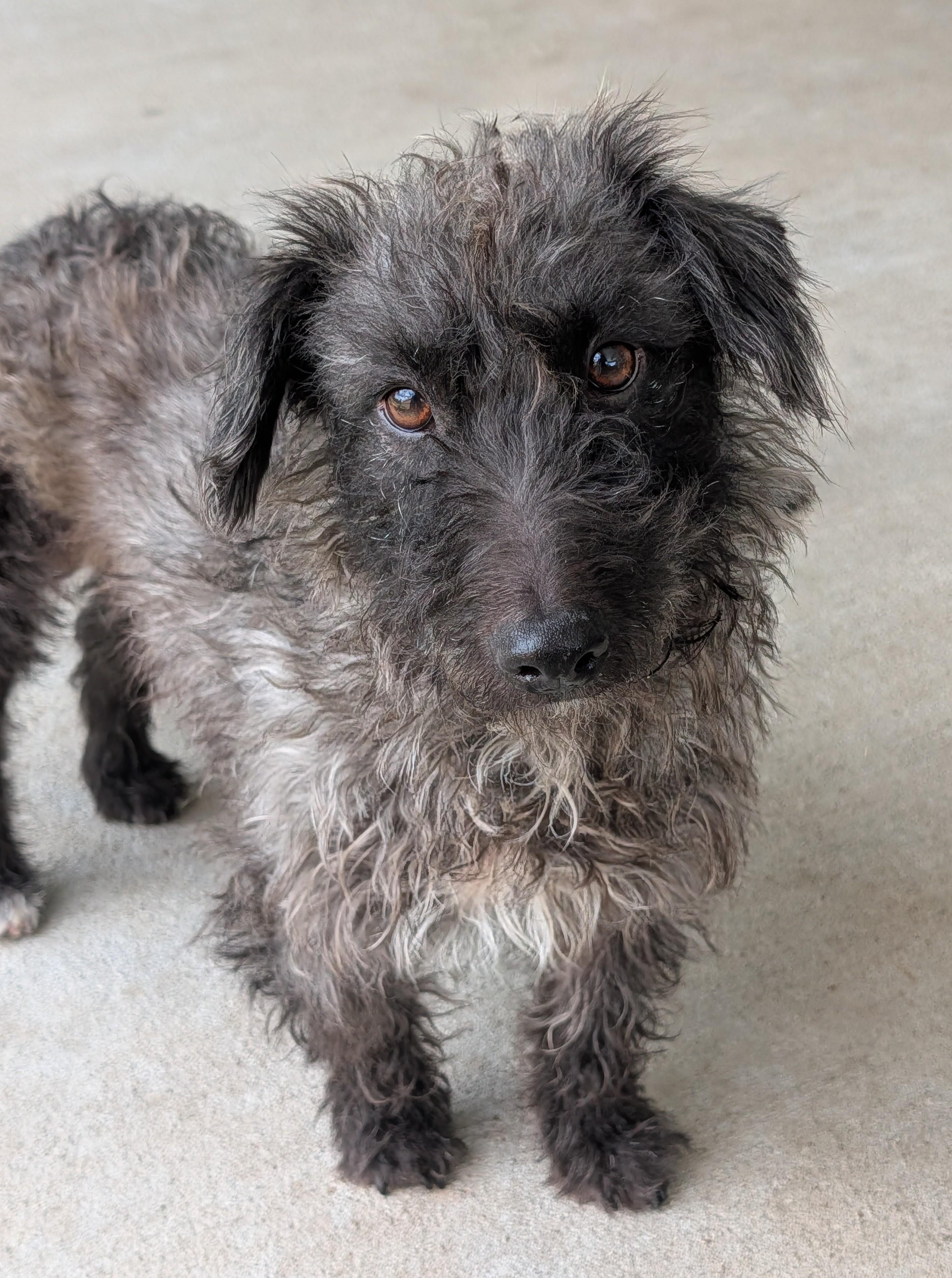 Lucas, Adoptable, Adult Male Wirehaired Dachshund & Poodle.